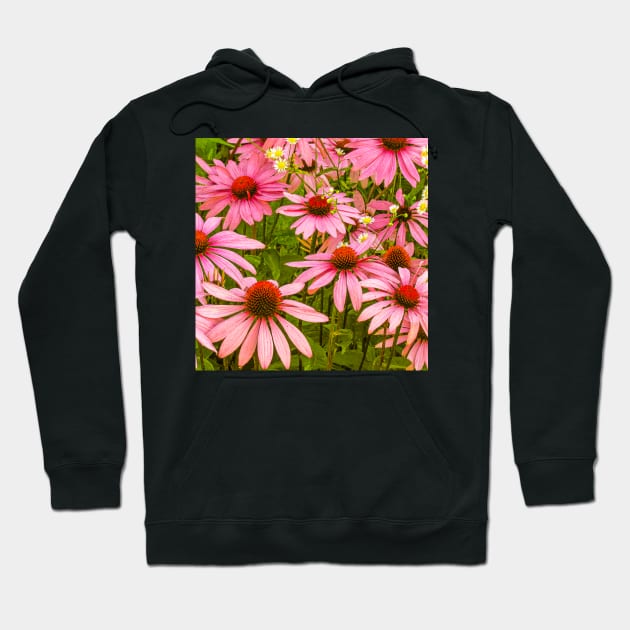 Echinacea Patch flower photography Hoodie by LisaCasineau